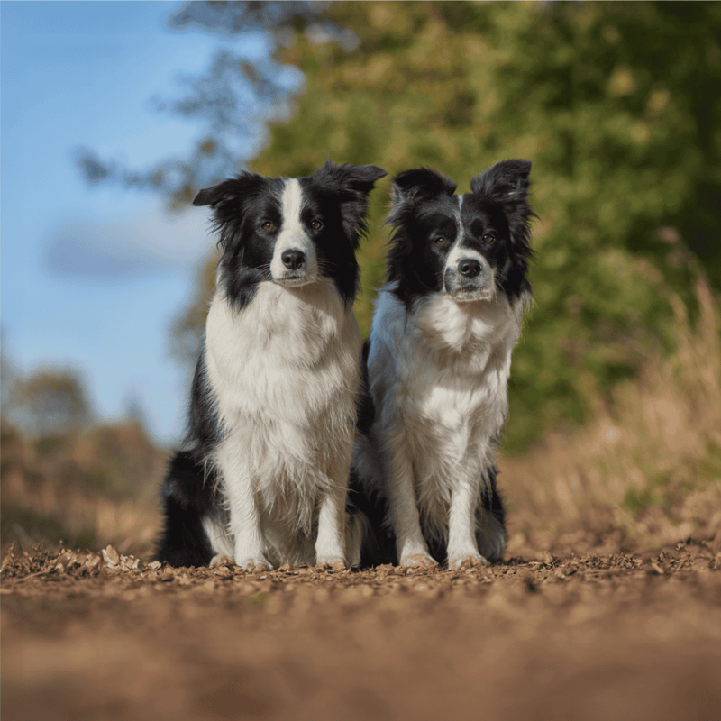Cute Border Collies sitting outdoors on dirt trail, lush green trees in background, showcasing playful, energetic dog breeds.