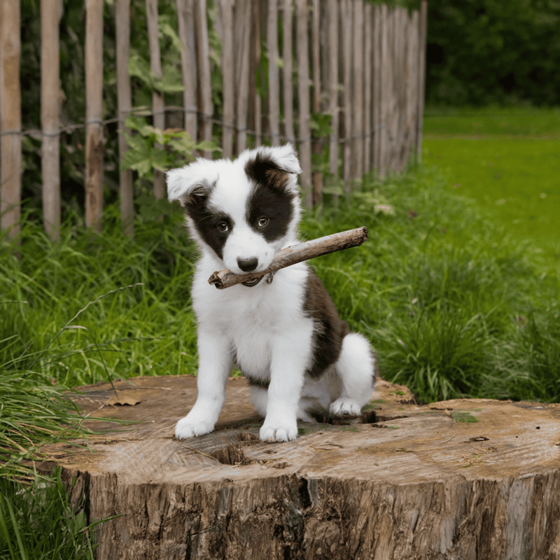 Cute Border Collie puppy holding stick on a tree stump in garden.