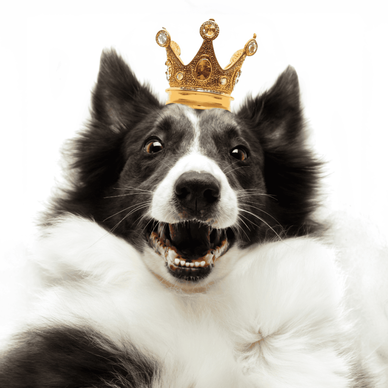 Cute border collie wearing a gold crown, looking proud and happy.
