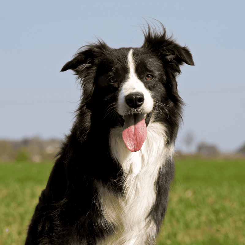 Border collie dog smiling outdoors on grass, energetic and happy dog in natural setting.