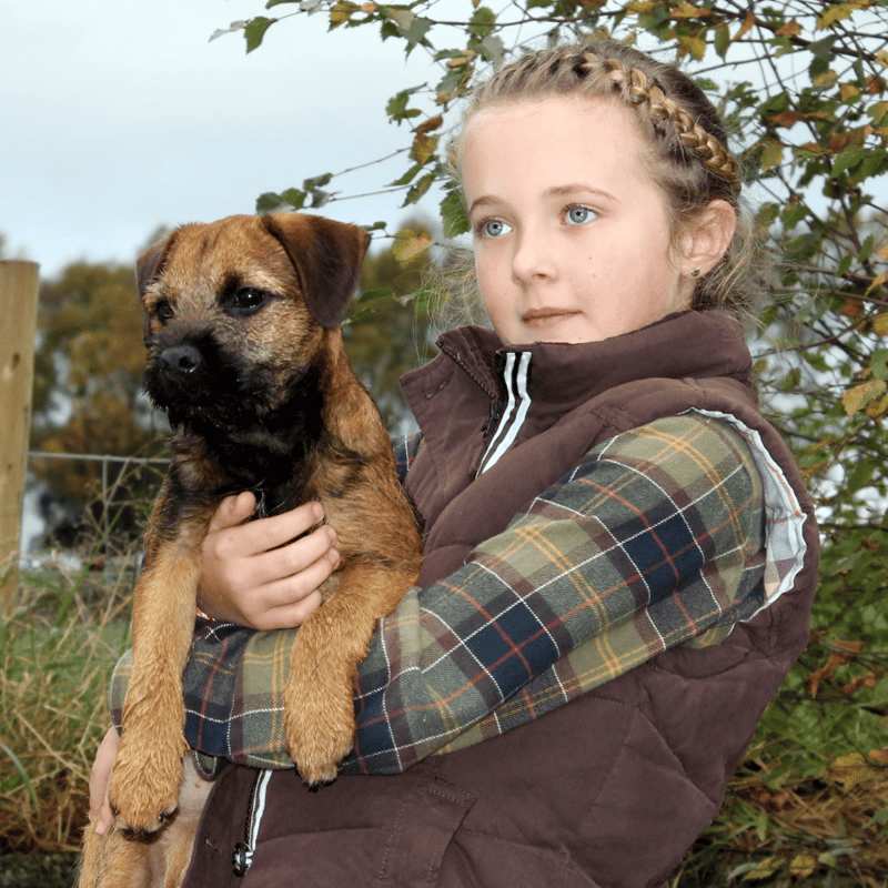 Border Terrier Are These Dogs Good For Families