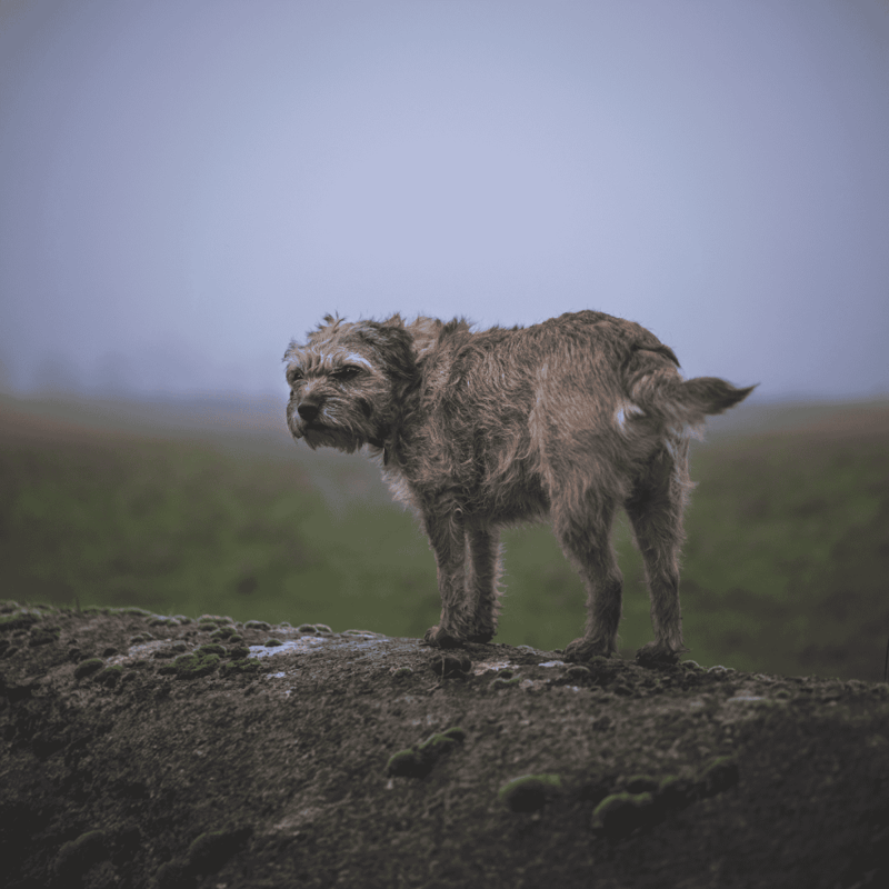 Adorable small dog standing on rocks outdoors, exploring nature, ideal for dog lovers and outdoor adventures.