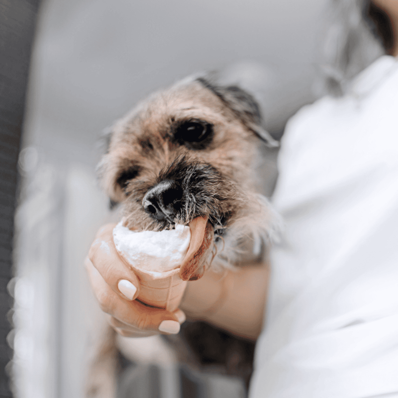 Border Terrier Food & Diet Requirements