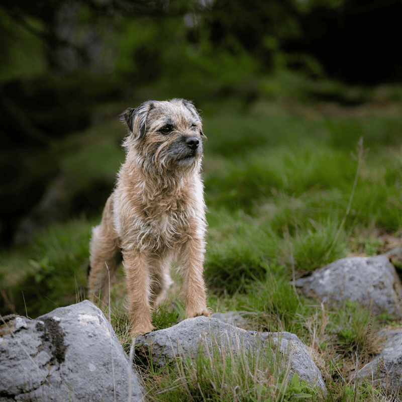 Border Terrier photo 3