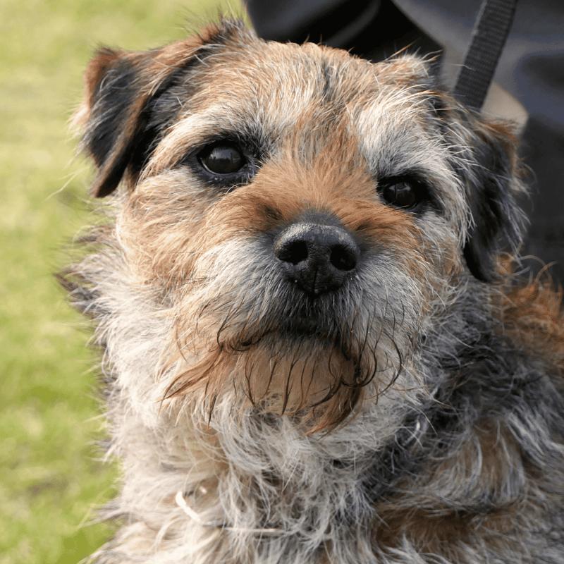 Border Terrier photo 1