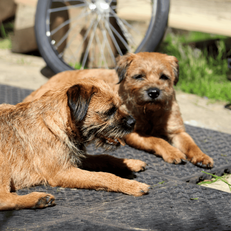 Border Terrier Male Vs. Female