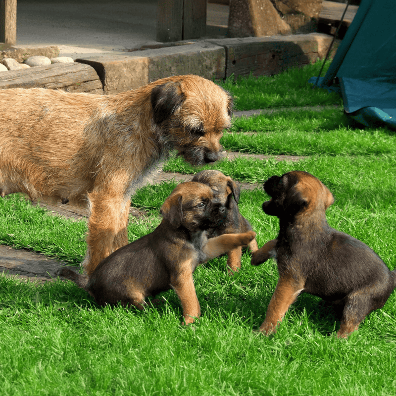 Border Terrier Puppies