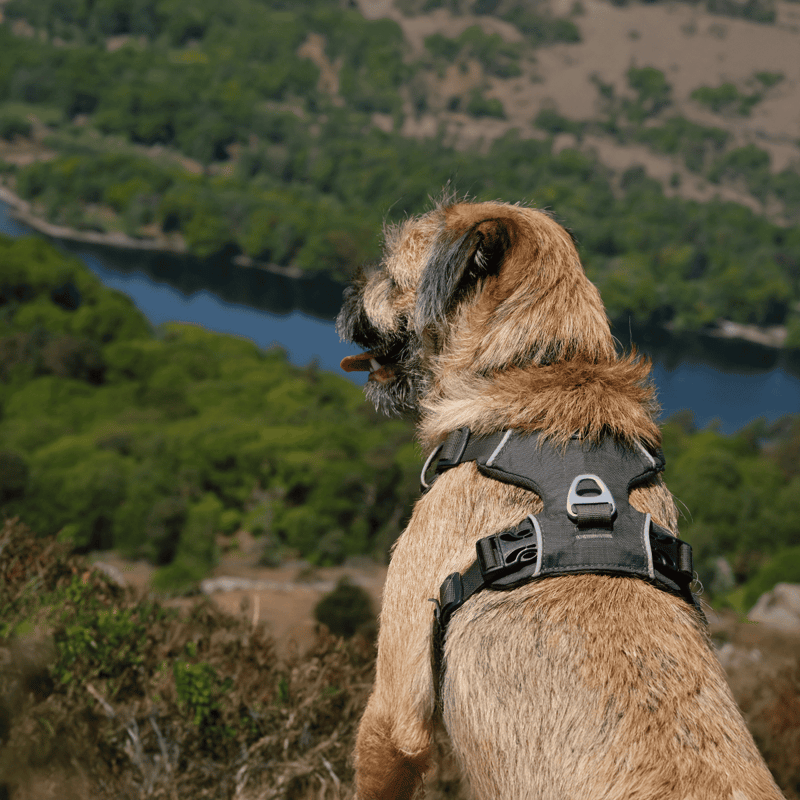 Border Terrier They Had Different Names In the Early Days