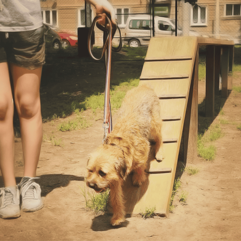 Border Terrier Training