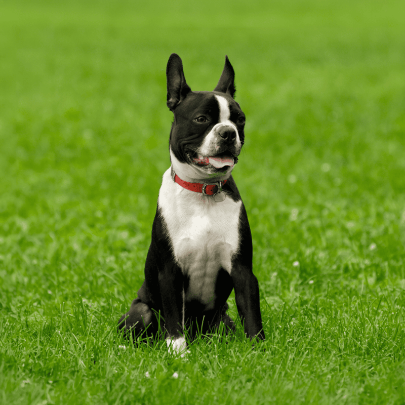 Boston Terrier overview