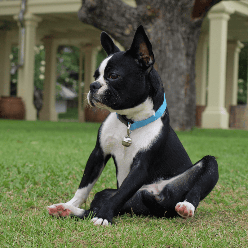 Boston Terrier characteristics