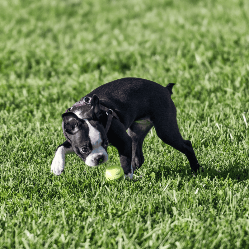 Boston Terrier Exercise