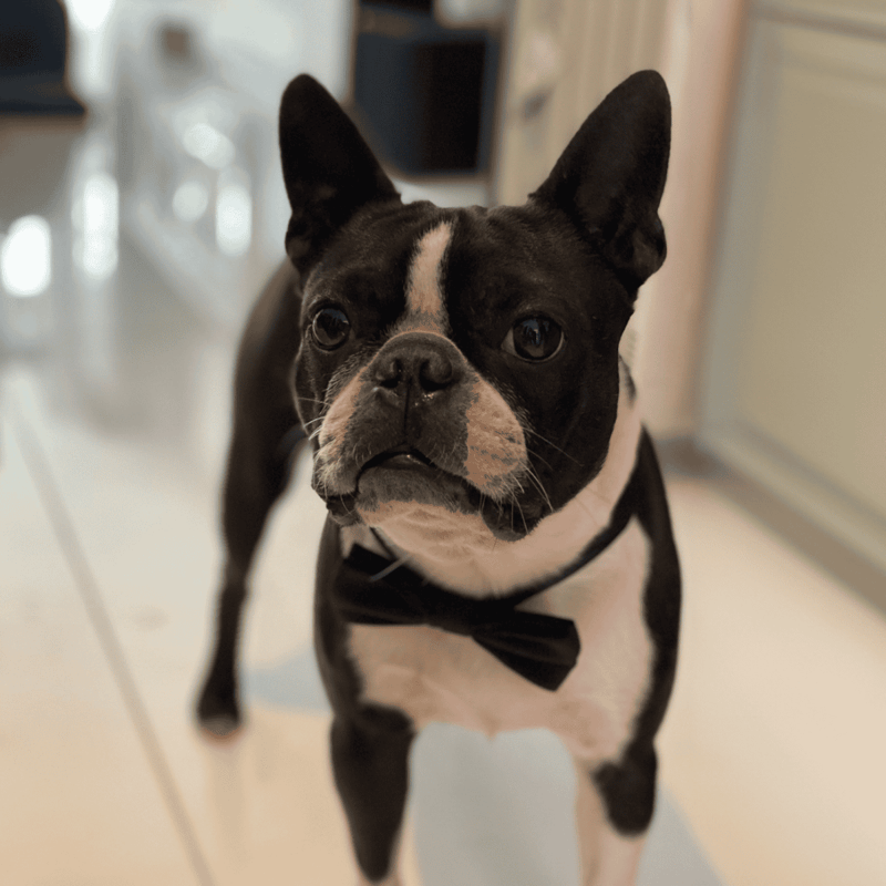 Boston Terrier Final Thoughts