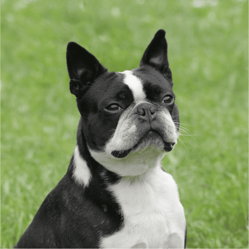 Boston Terrier photo 2