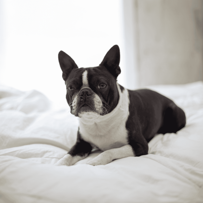 Boston Terrier photo 3