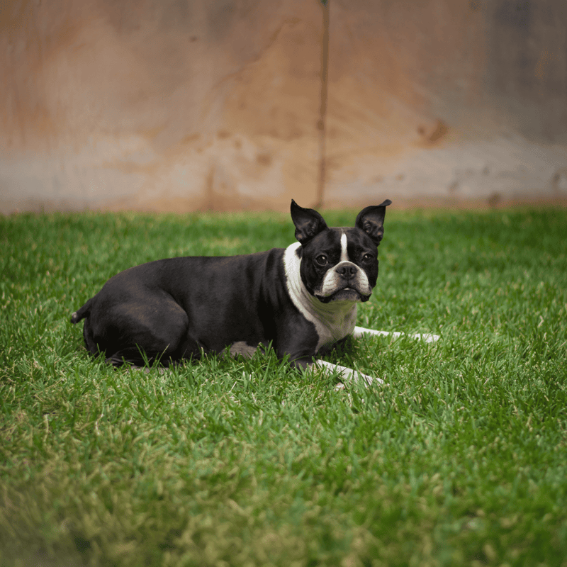 Boston Terrier photo 1