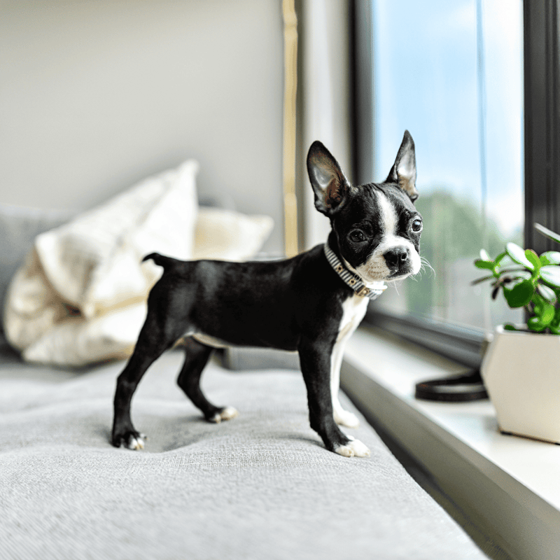 Boston Terrier Puppies