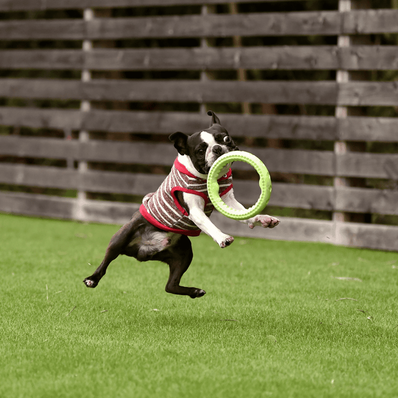 Boston Terrier Training