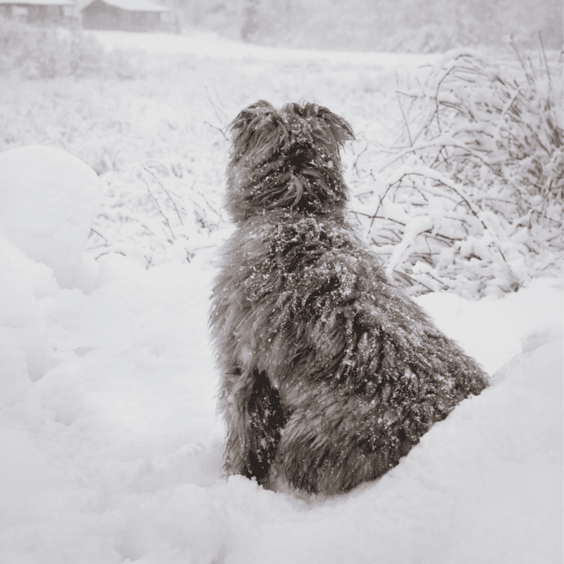 Bouvier des Flandres Are Considered Hypoallergenic