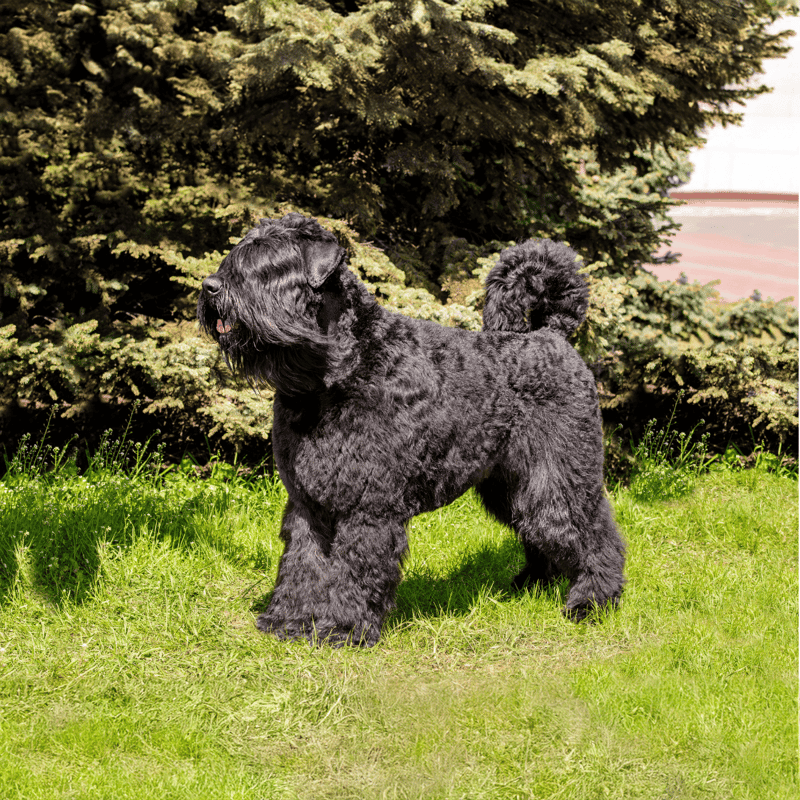 Bouvier des Flandres overview