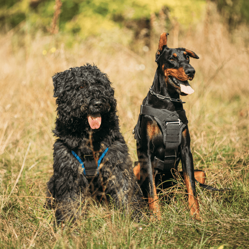 Bouvier des Flandres Does This Breed Get Along With Other Pets