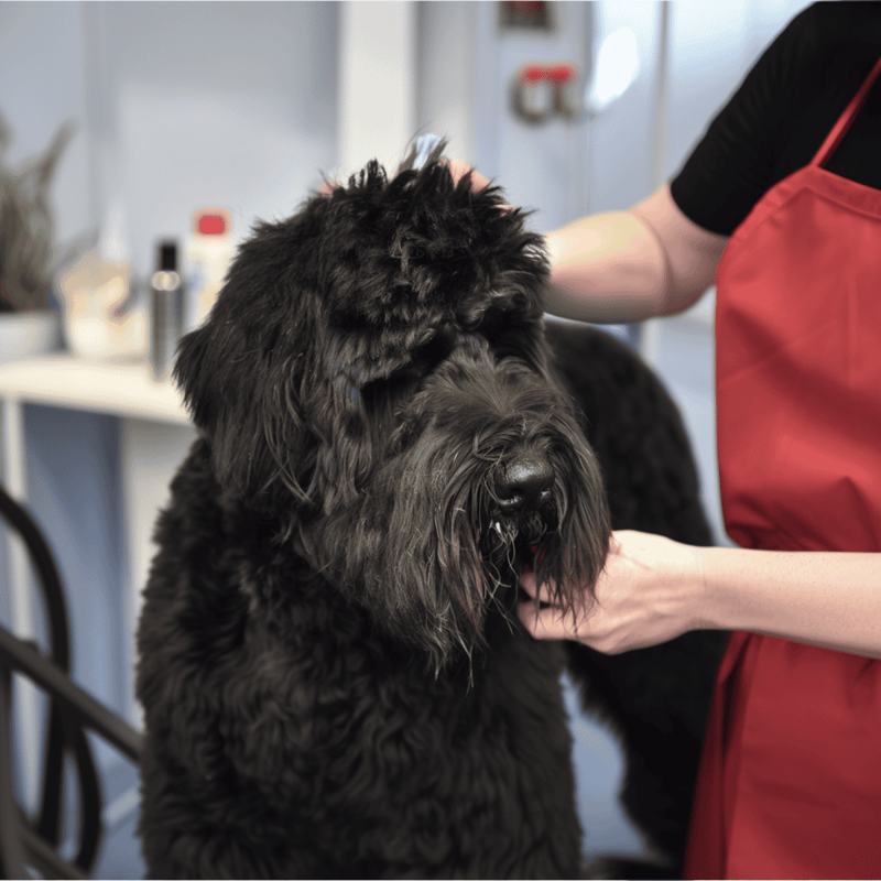 High-quality dog grooming service for all breeds. Expert pet grooming and bathing for your dog's health and happiness.