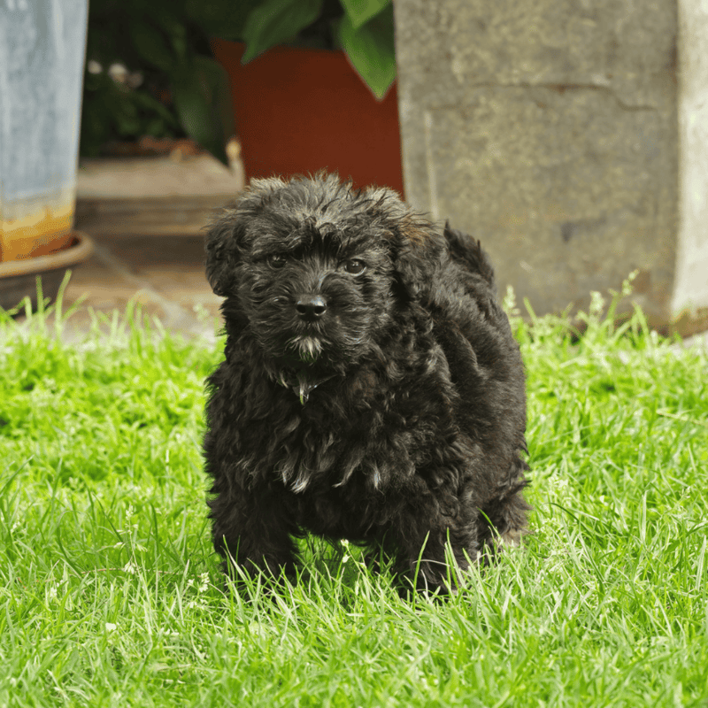 Bouvier des Flandres Puppies