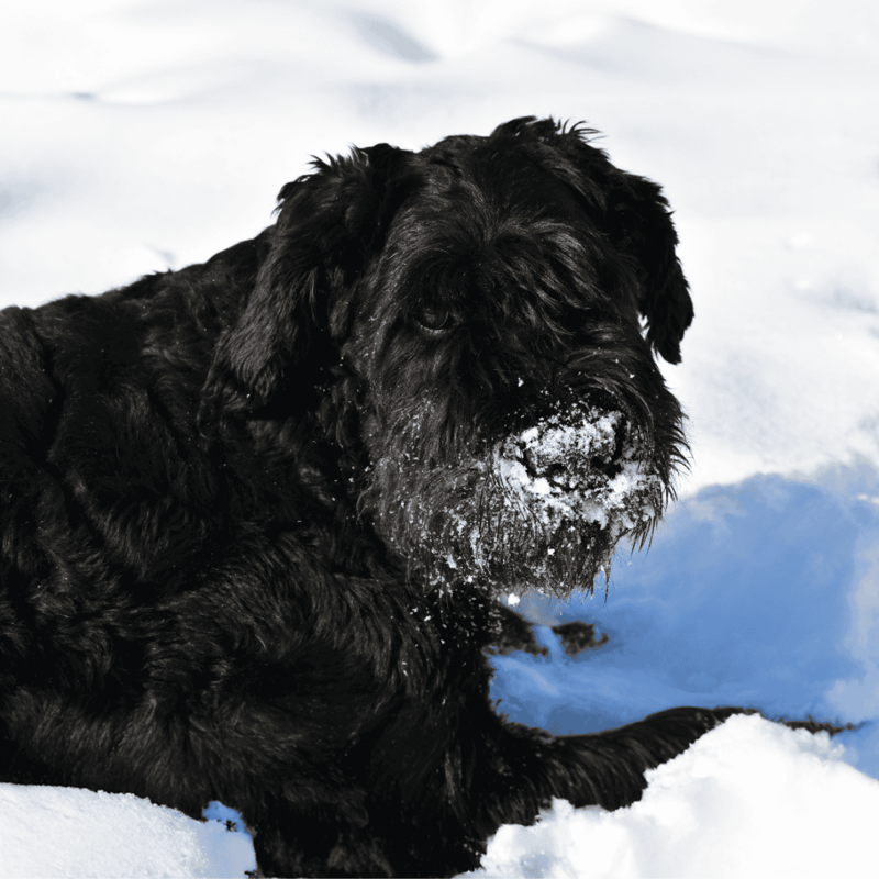 Bouvier des Flandres They Have Been Around Since the Medieval Times