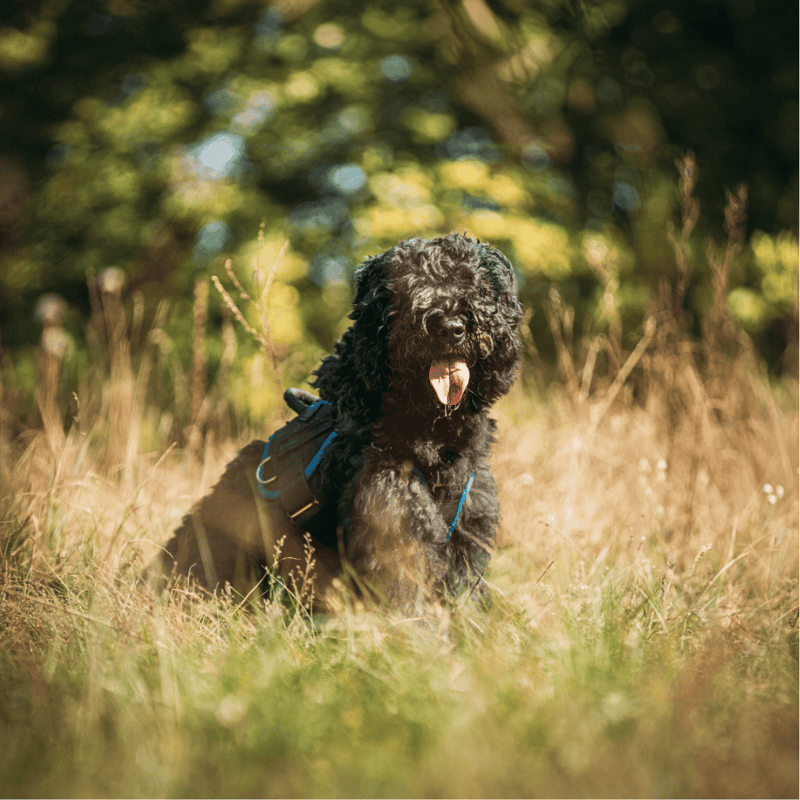Bouvier des Flandres They’re Relentless Hunters