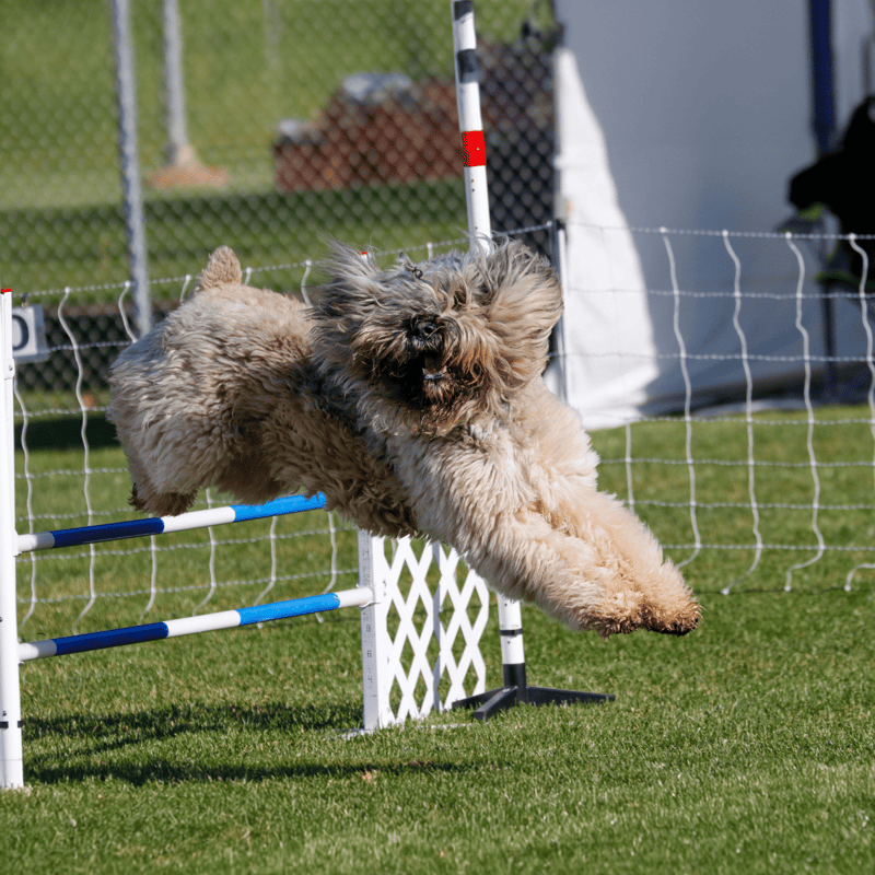 Bouvier des Flandres Training