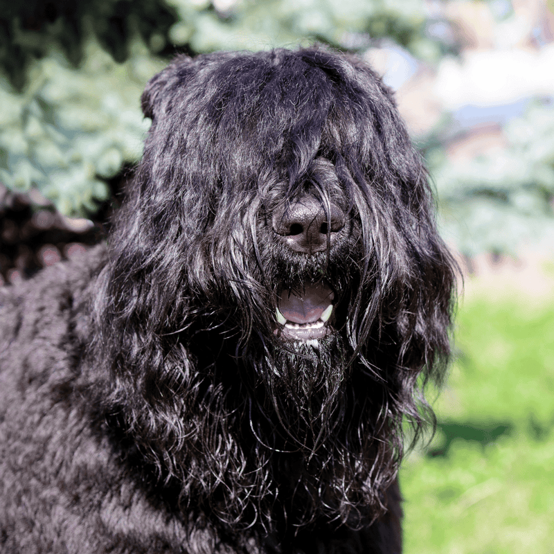 Long-haired black dog with shaggy coat and expressive face enjoying outdoor grooming.