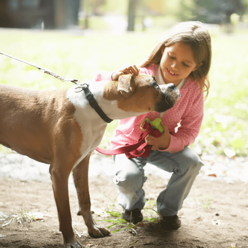 Boxer Are These Dogs Good For Families