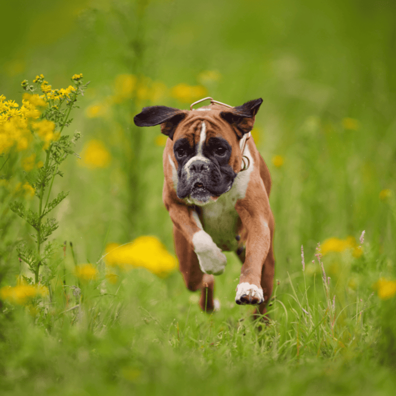 Boxer characteristics