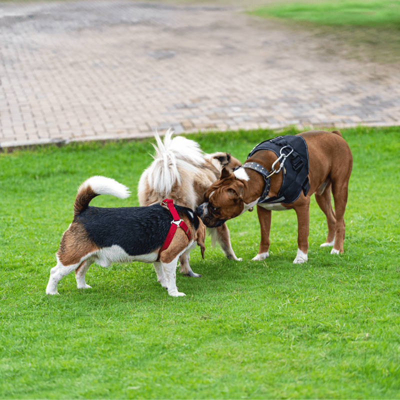 Boxer Does This Breed Get Along With Other Pets