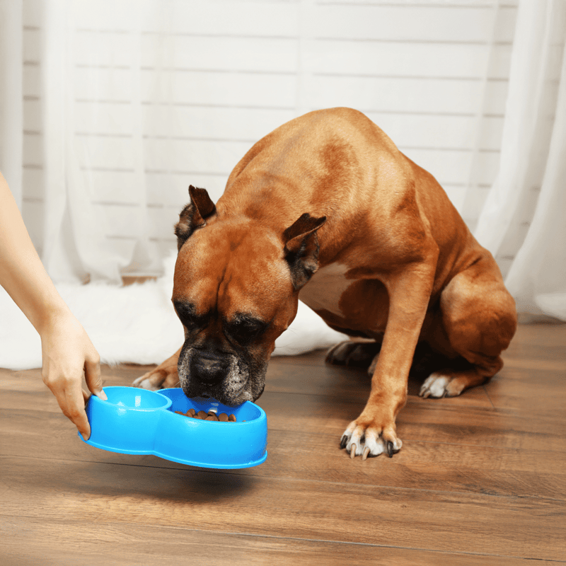 Boxer Food & Diet Requirements