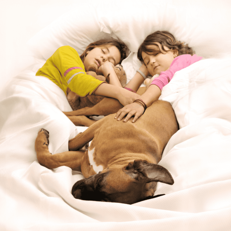 Cute kids cuddling with a large dog while sleeping peacefully.