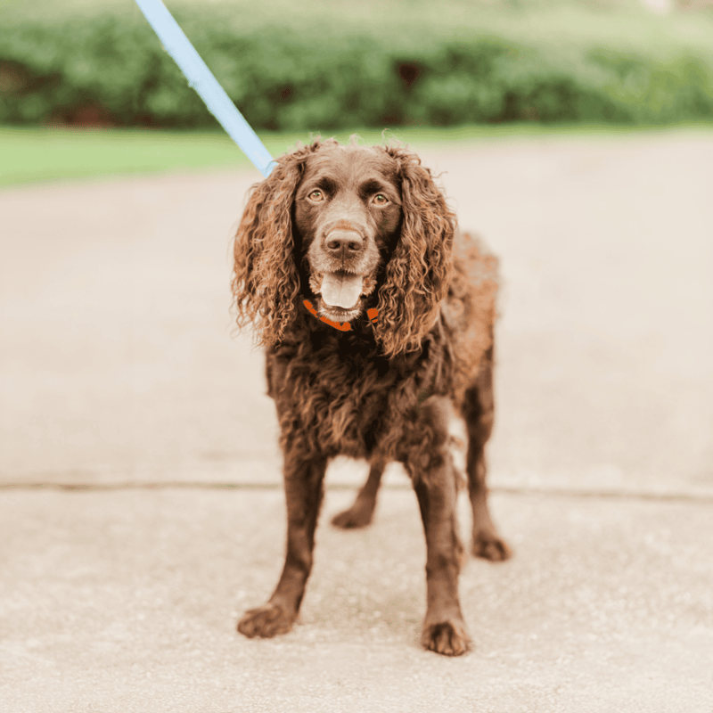 Boykin Spaniel characteristics