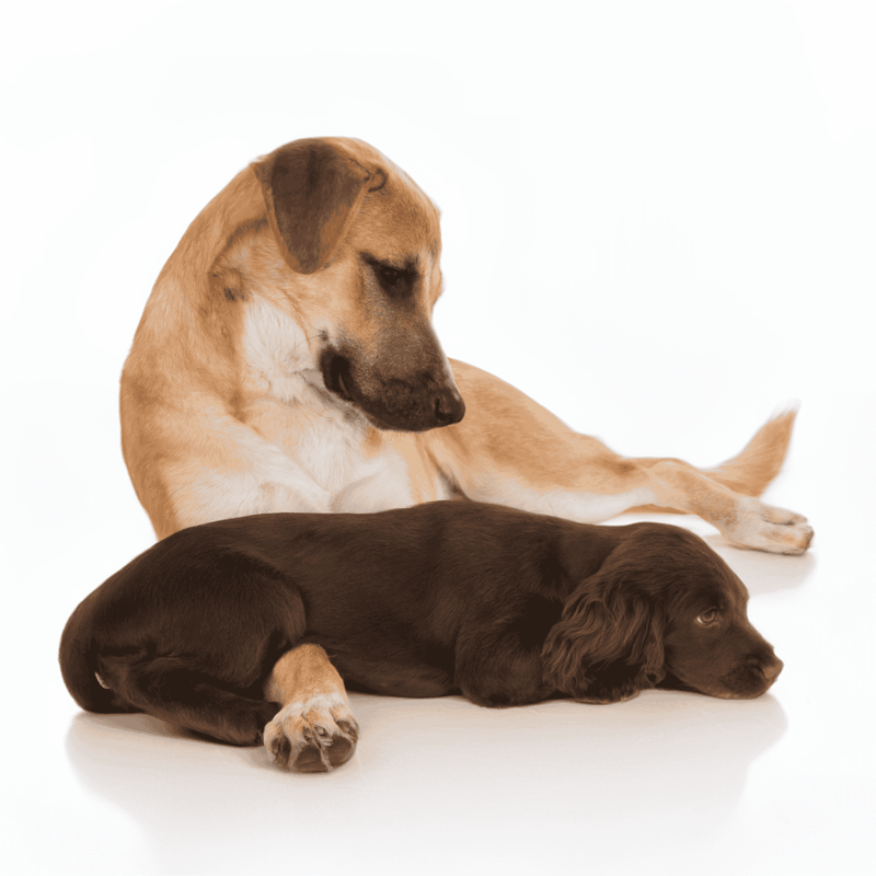 Adorable mother and puppy resting together on white background.