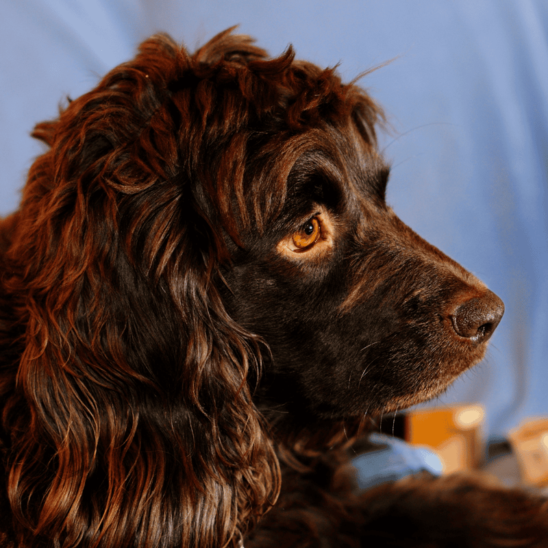 Boykin Spaniel Final Thoughts