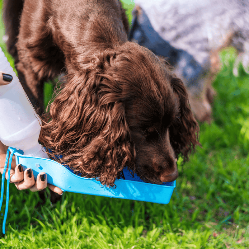 Boykin Spaniel Food & Diet Requirements