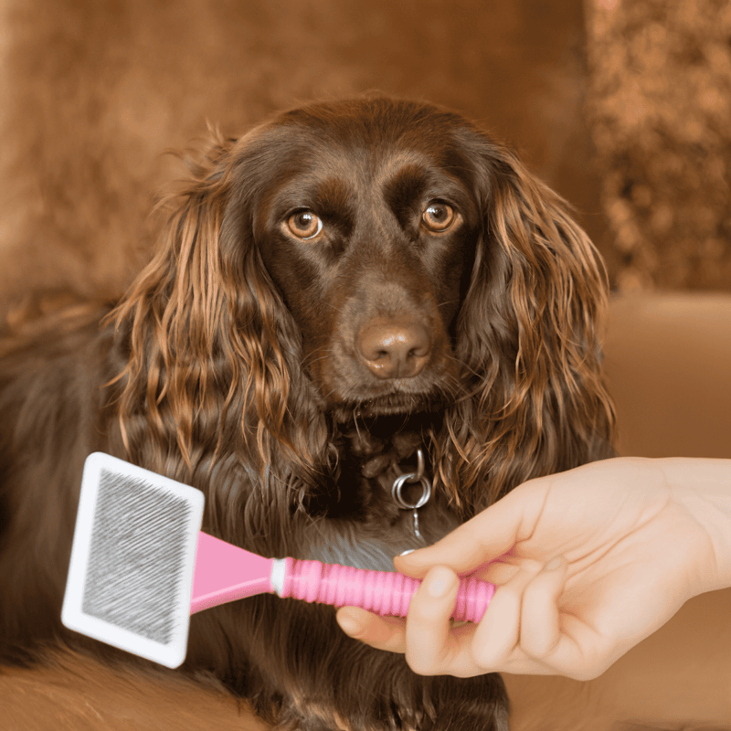Boykin Spaniel Grooming
