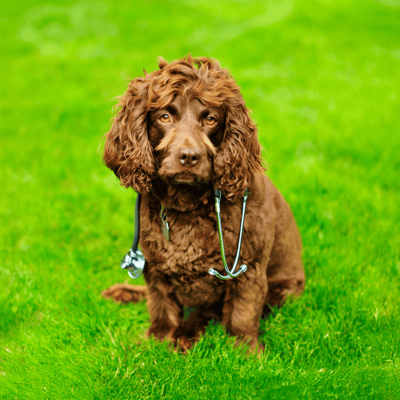 Boykin Spaniel health
