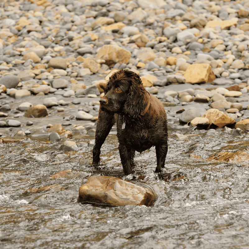 Boykin Spaniel Their Nickname is the “Little Brown Dog.”