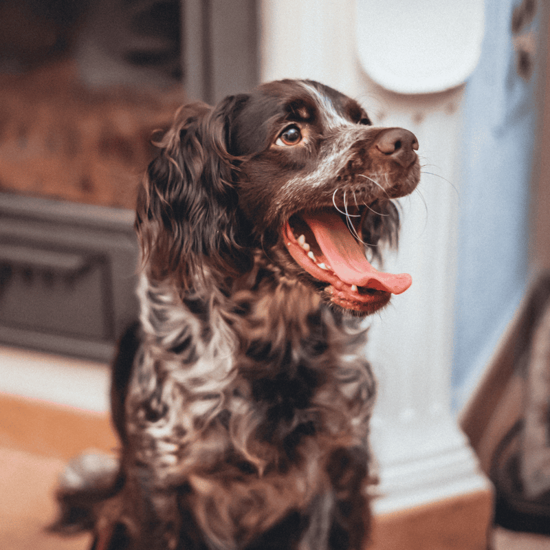 Happy brown and white English Springer Spaniel sitting indoors.