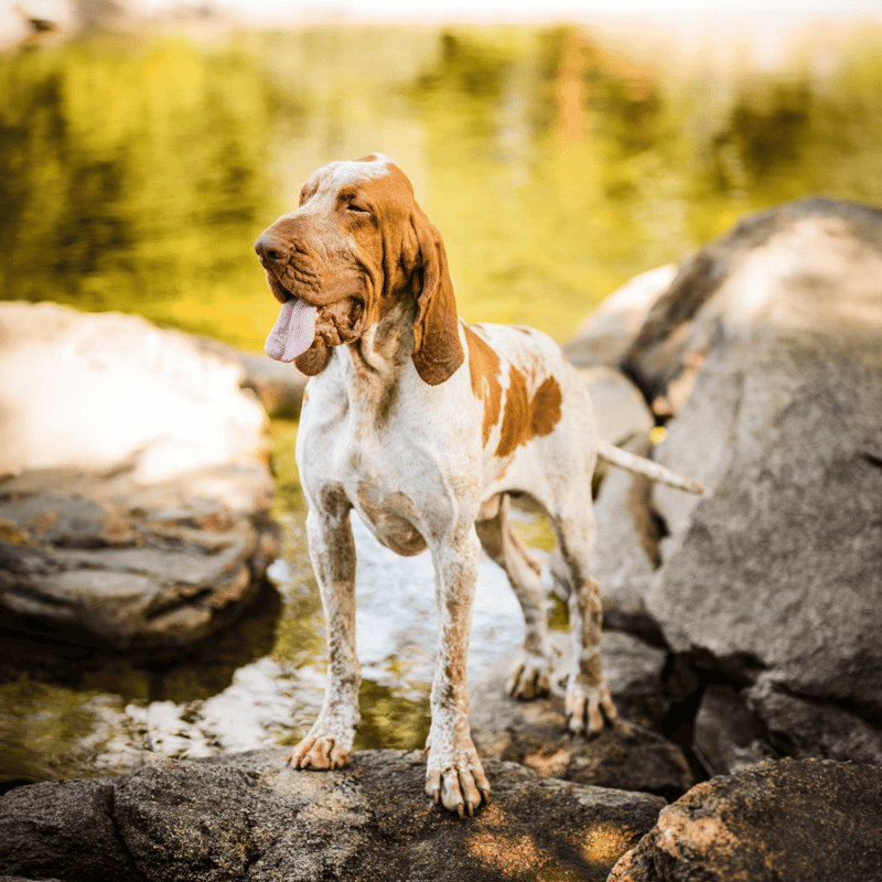 Bracco Italiano characteristics