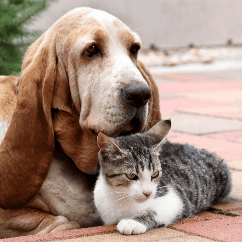 Adorable Labrador and tabby cat sharing a peaceful moment outdoors. Perfect for pet bonding and companionship.