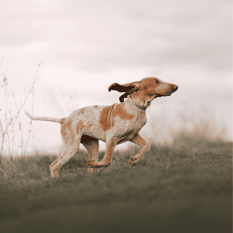 A playful dog running freely in a natural field, showcasing agility and vitality.