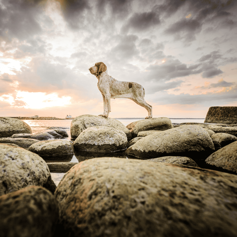 Adorable dog exploring rocky shoreline at sunset, capturing an outdoor adventure moment, perfect for dog lovers and pet owners.