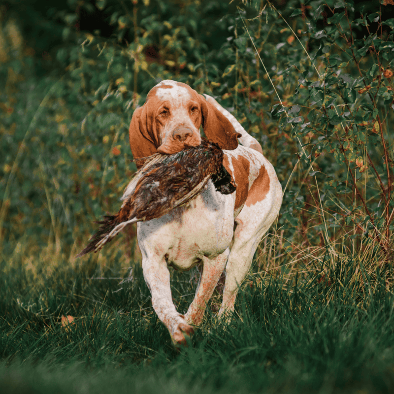 Bracco Italiano Food & Diet Requirements