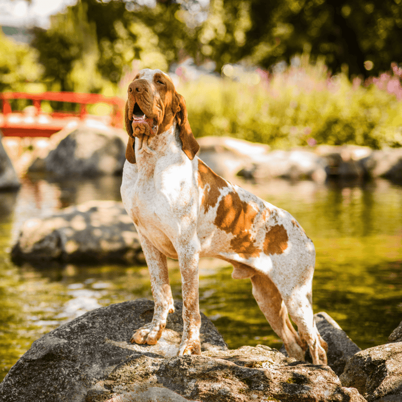 Bracco Italiano photo 2
